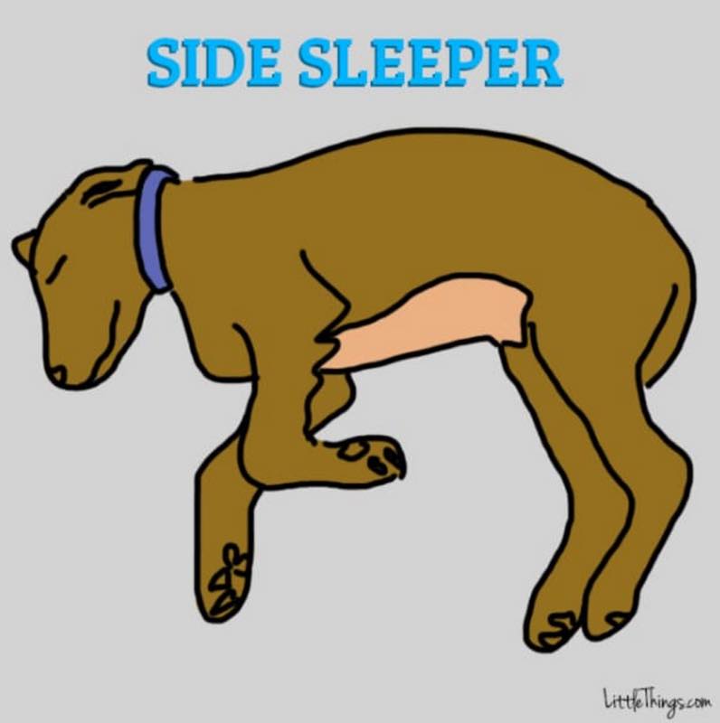 仰向けに寝る犬は怠け者？ 寝相でわかる「愛犬の性格」