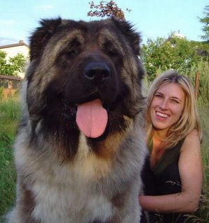 大型犬が好きな方、語りましょうー!