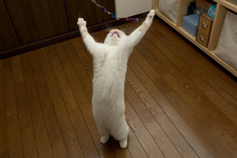 3連休が終わって絶望してる人も多いと思いますが、ここで連休中と連休明けの猫ちゃんの様子を見てみましょう