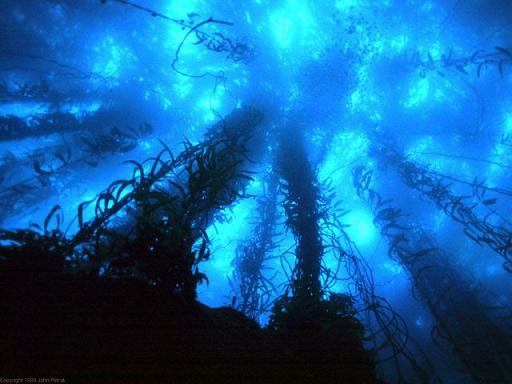 綺麗な海中の写真が集まるトピ