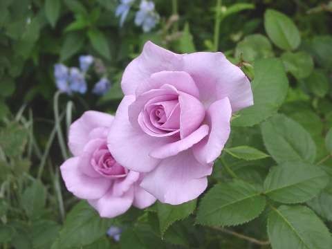 薔薇の画像を持ち寄りましょう