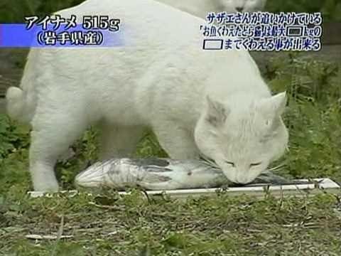 トリビアの種「サザエさんが追いかけている『お魚くわえたどら猫』は最大？？？kgの？？？までくわえる事が出来る」 - YouTube