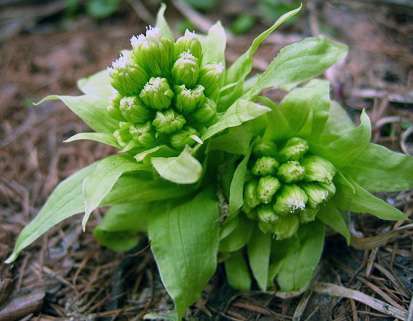 声優・竹達彩奈のなんだか凄い足技、“ふきのとう”にファンから驚きの声