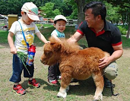 「キュン死必至」－犬より小さいミニチュアホース「そらまめ」に話題騒然