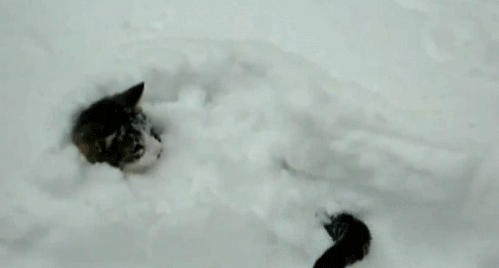 冬の画像を貼るトピ。