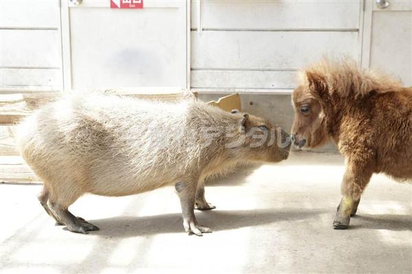 「キュン死必至」－犬より小さいミニチュアホース「そらまめ」に話題騒然