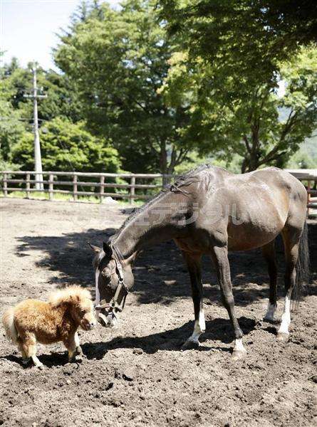 「キュン死必至」－犬より小さいミニチュアホース「そらまめ」に話題騒然