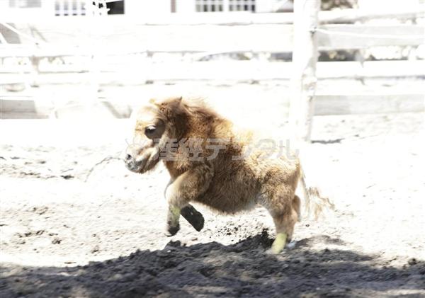 「キュン死必至」－犬より小さいミニチュアホース「そらまめ」に話題騒然