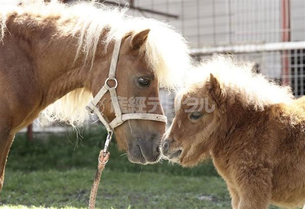 【写真集チラ見せ・動画付き】「キュン死必至」－犬より小さいミニチュアホース「そらまめ」に話題騒然（1/2ページ） - 産経ニュース