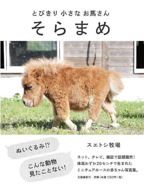 「キュン死必至」－犬より小さいミニチュアホース「そらまめ」に話題騒然