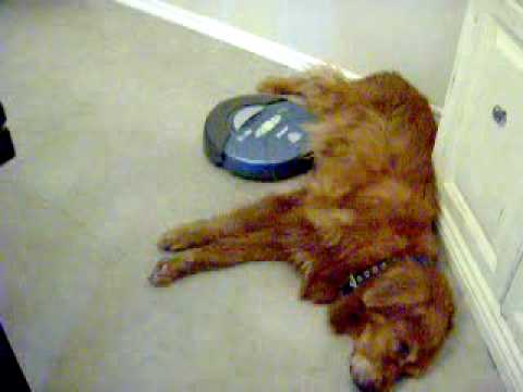 柴犬だってお掃除ロボットに乗れるしターンも決めるし退場もする。