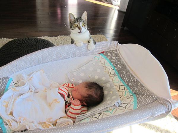 わんわん泣く赤ちゃんをあやす…やさしい猫が可愛い！