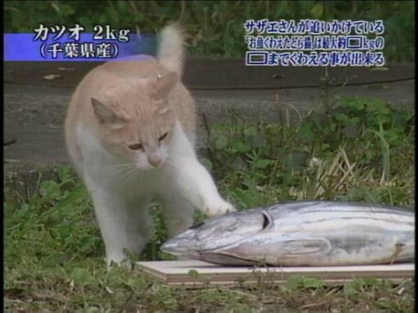「トリビアの泉」見てた方!!!