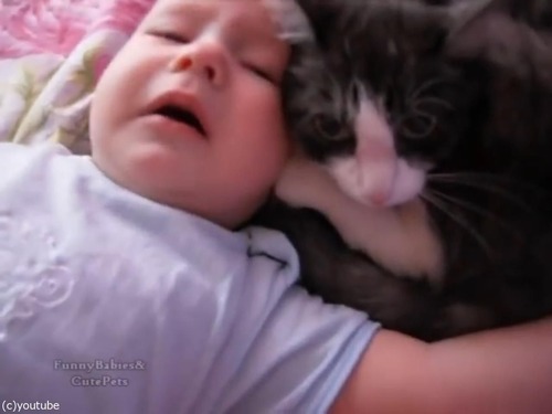 わんわん泣く赤ちゃんをあやす…やさしい猫が可愛い！