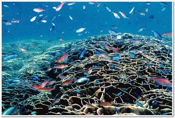 綺麗な海中の写真が集まるトピ