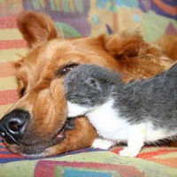 猫が犬に体当たりして子供を助ける!猫が魅せる愛情表現 - NAVER まとめ