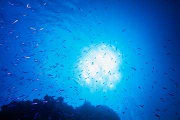 綺麗な海中の写真が集まるトピ
