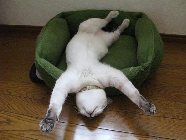 3連休が終わって絶望してる人も多いと思いますが、ここで連休中と連休明けの猫ちゃんの様子を見てみましょう