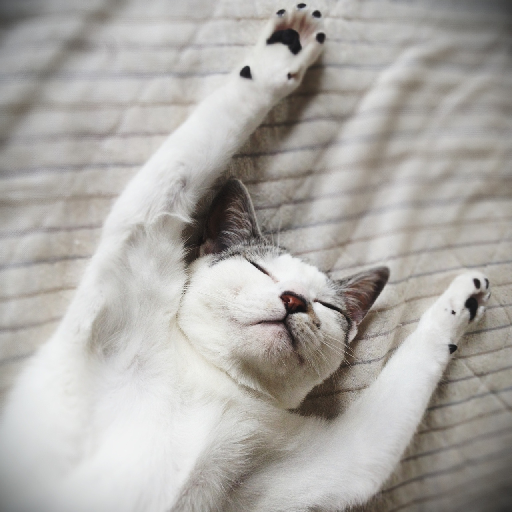 3連休が終わって絶望してる人も多いと思いますが、ここで連休中と連休明けの猫ちゃんの様子を見てみましょう