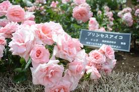 薔薇の画像を持ち寄りましょう