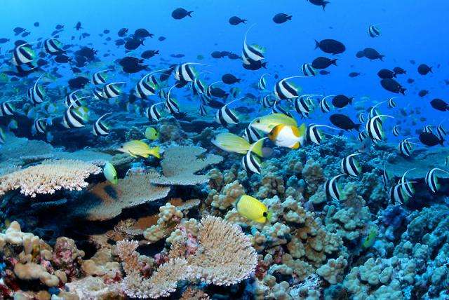 綺麗な海中の写真が集まるトピ