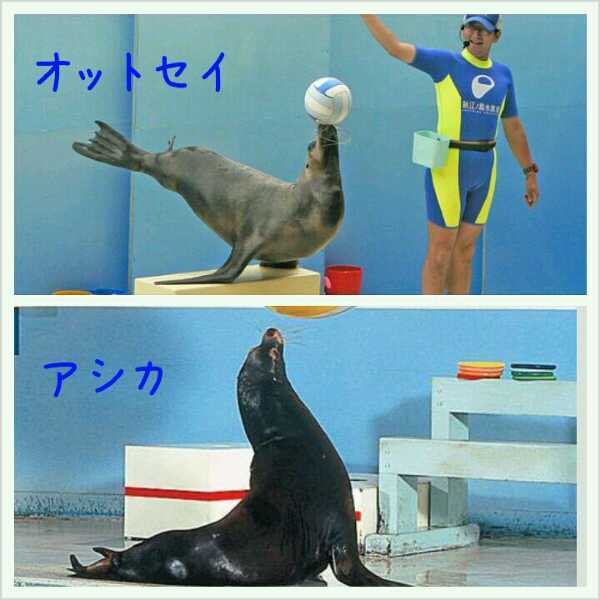 いまいち違いが分からないもの