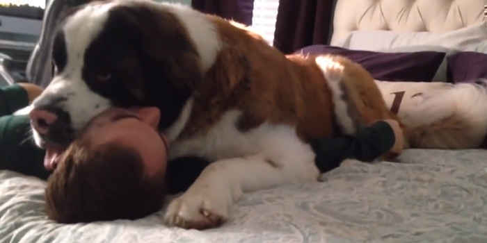 大型犬が好きな方、語りましょうー!