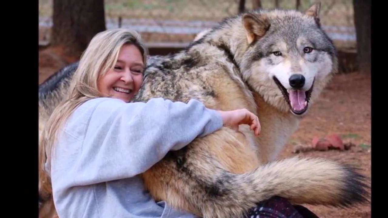 オオカミの画像が集まるだって ガールズちゃんねる Girls Channel