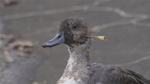 首に矢が刺さったカモ見つかる　埼玉・入間市