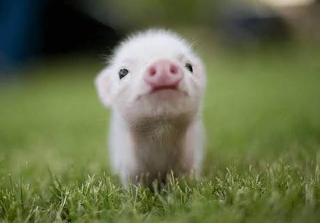 【和み、癒し系】動物の赤ちゃん画像