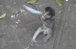おしゃべりしたくなったら来るトピ
