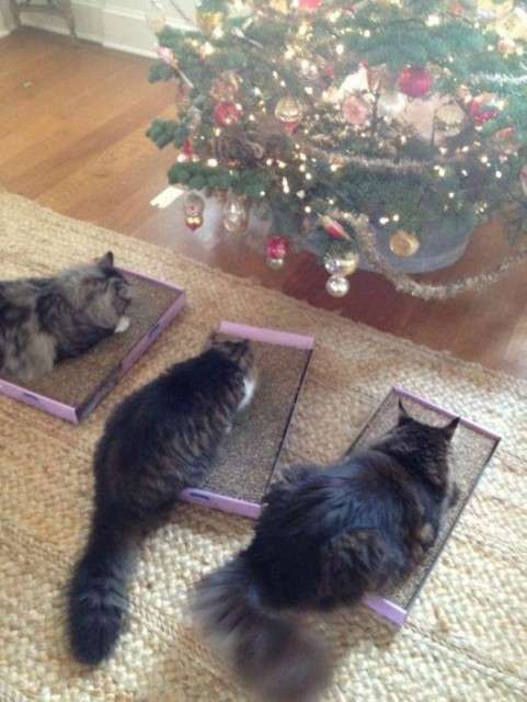 クリスマス×動物の画像下さい!