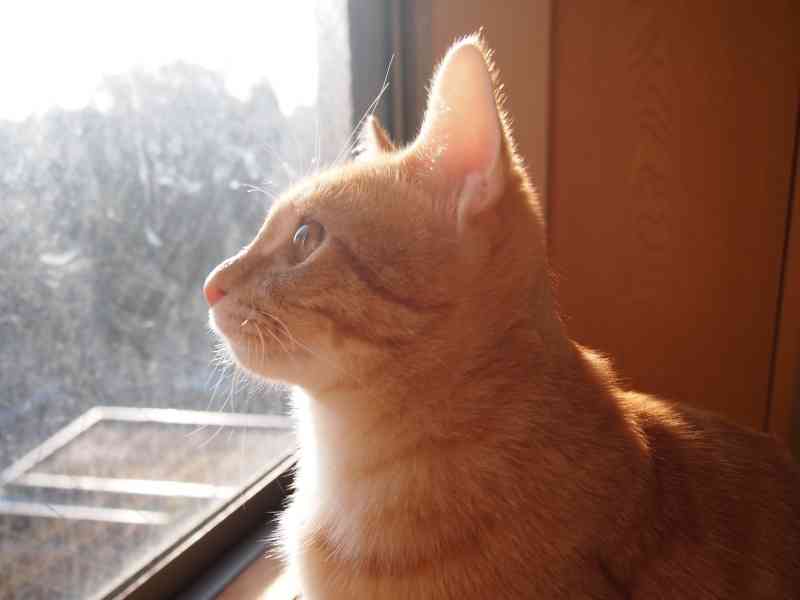 ねこ画像で癒されるトピ4
