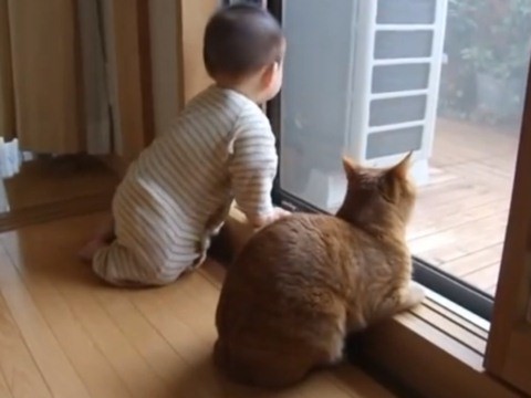 ねこ画像で癒されるトピ4