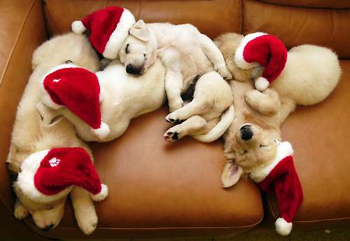 クリスマス×動物の画像下さい!