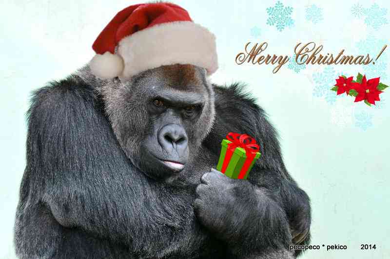 クリスマス×動物の画像下さい!