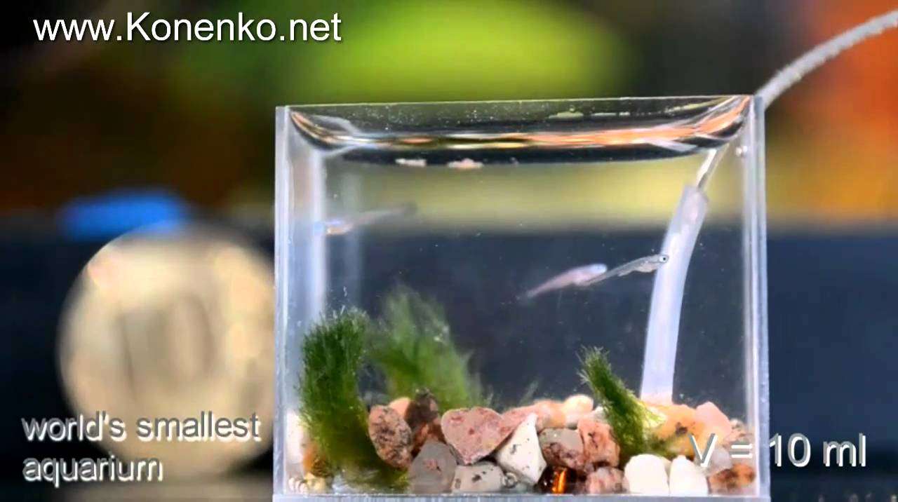 Самый маленький аквариум в мире. World's  Smallest Aquarium - YouTube