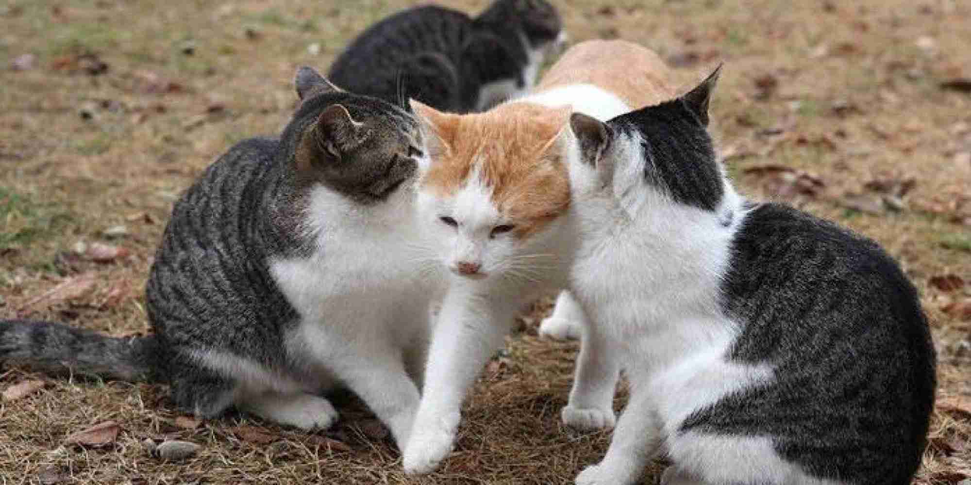ねこ画像で癒されるトピ4