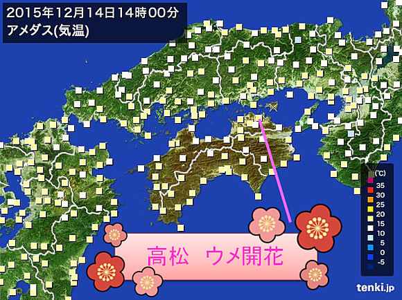 全国で過去最も早く　ウメ開花　高松(日直予報士) - 日本気象協会 tenki.jp