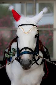 クリスマス×動物の画像下さい!