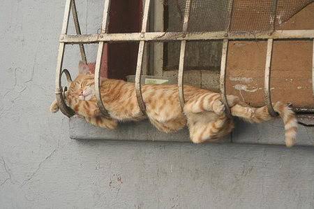 ねこ画像で癒されるトピ4