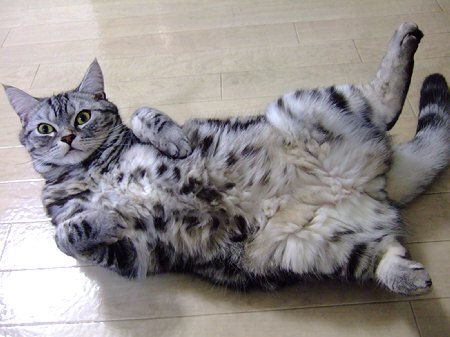 ねこ画像で癒されるトピ4