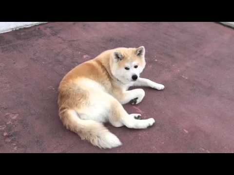 秋田犬パティ　サンタクロース