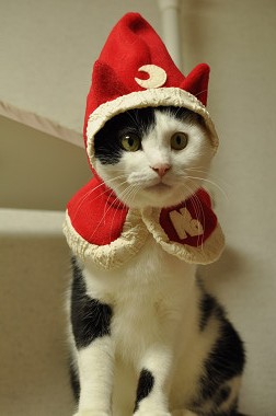 ねこ画像で癒されるトピ4