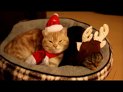 クリスマス×動物の画像下さい!