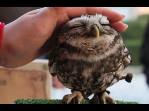 かわいい画像を貼るトピ
