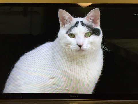 ねこ画像で癒されるトピ4