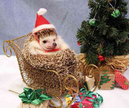 クリスマス×動物の画像下さい!