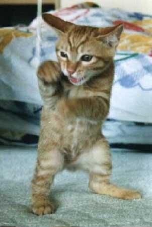 ねこ画像で癒されるトピ4