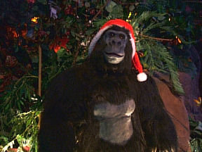 クリスマス×動物の画像下さい!